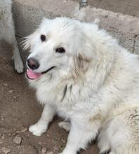 GEORGIA, Hund, Maremmano-Mix in Italien - Bild 11
