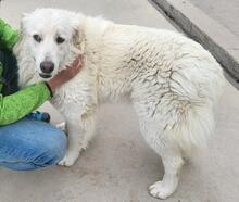 GEORGIA, Hund, Maremmano-Mix in Italien - Bild 15