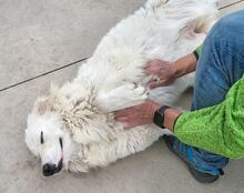GEORGIA, Hund, Maremmano-Mix in Italien - Bild 16