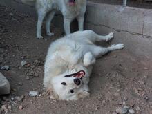 GEORGIA, Hund, Maremmano-Mix in Italien - Bild 17