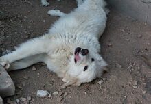 GEORGIA, Hund, Maremmano-Mix in Italien - Bild 18