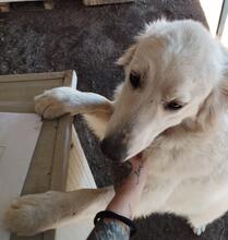 GEORGIA, Hund, Maremmano-Mix in Italien - Bild 22