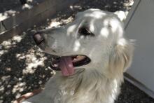 GEORGIA, Hund, Maremmano-Mix in Italien - Bild 25