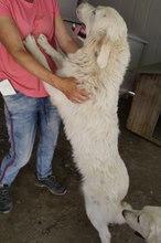 GEORGIA, Hund, Maremmano-Mix in Italien - Bild 26