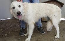GEORGIA, Hund, Maremmano-Mix in Italien - Bild 28