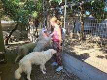 GEORGIA, Hund, Maremmano-Mix in Italien - Bild 29