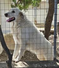 GEORGIA, Hund, Maremmano-Mix in Italien - Bild 3