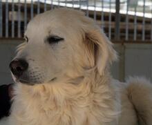 GEORGIA, Hund, Maremmano-Mix in Italien - Bild 31