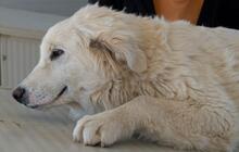 GEORGIA, Hund, Maremmano-Mix in Italien - Bild 33