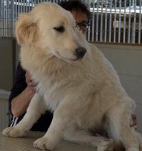 GEORGIA, Hund, Maremmano-Mix in Italien - Bild 37