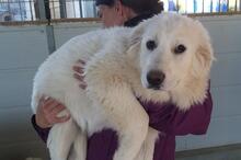 GEORGIA, Hund, Maremmano-Mix in Italien - Bild 38