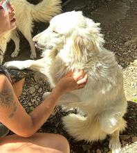 GEORGIA, Hund, Maremmano-Mix in Italien - Bild 4