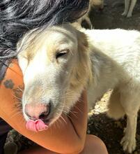 GEORGIA, Hund, Maremmano-Mix in Italien - Bild 5