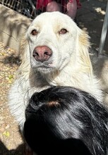 GEORGIA, Hund, Maremmano-Mix in Italien - Bild 6