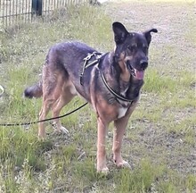 ZAF, Hund, Deutscher Schäferhund-Mix in Berlin - Bild 1