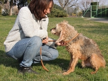 PINO, Hund, Segugio Italiano in Karlshuld - Bild 5