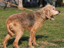 PINO, Hund, Segugio Italiano in Karlshuld - Bild 7