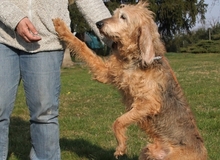 PINO, Hund, Segugio Italiano in Karlshuld - Bild 8