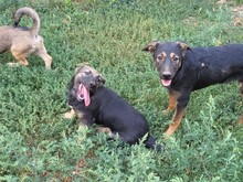 PIPER, Hund, Mischlingshund in Rumänien - Bild 10