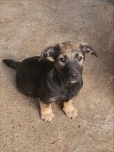 PIPER, Hund, Mischlingshund in Rumänien - Bild 18