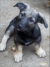 PIPER, Hund, Mischlingshund in Rumänien - Bild 19