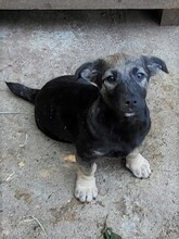 PIPER, Hund, Mischlingshund in Rumänien - Bild 20