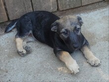 PIPER, Hund, Mischlingshund in Rumänien - Bild 21