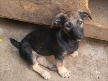 PIPER, Hund, Mischlingshund in Rumänien - Bild 22