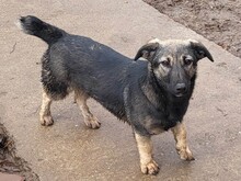 PIPER, Hund, Mischlingshund in Rumänien - Bild 3