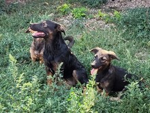PIPER, Hund, Mischlingshund in Rumänien - Bild 9