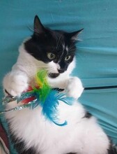 LADY, Katze, Europäisch Kurzhaar in Düsseldorf - Bild 16