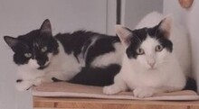 LADY, Katze, Europäisch Kurzhaar in Düsseldorf - Bild 2