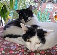LADY, Katze, Europäisch Kurzhaar in Düsseldorf - Bild 5