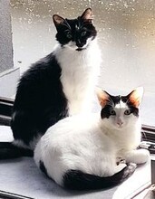 NOAH, Katze, Europäisch Kurzhaar in Düsseldorf - Bild 1