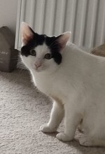 NOAH, Katze, Europäisch Kurzhaar in Düsseldorf - Bild 10