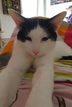 NOAH, Katze, Europäisch Kurzhaar in Düsseldorf - Bild 15