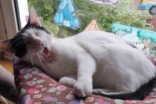 NOAH, Katze, Europäisch Kurzhaar in Düsseldorf - Bild 16