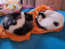 NOAH, Katze, Europäisch Kurzhaar in Düsseldorf - Bild 3