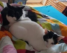 NOAH, Katze, Europäisch Kurzhaar in Düsseldorf - Bild 5
