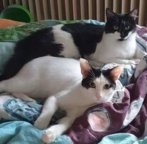 NOAH, Katze, Europäisch Kurzhaar in Düsseldorf - Bild 7