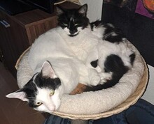 NOAH, Katze, Europäisch Kurzhaar in Düsseldorf - Bild 8