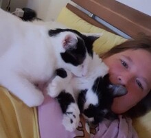 NOAH, Katze, Europäisch Kurzhaar in Düsseldorf - Bild 9