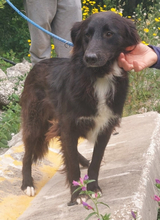 AZEITONA, Hund, Hütehund-Mix in Portugal - Bild 1