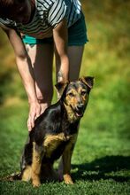 ROZMARING, Hund, Mischlingshund in Ungarn - Bild 1