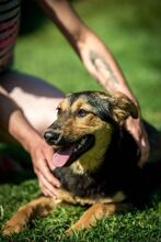 ROZMARING, Hund, Mischlingshund in Ungarn - Bild 10