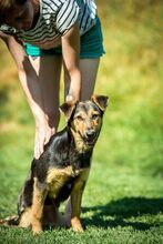 ROZMARING, Hund, Mischlingshund in Ungarn - Bild 11