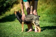 ROZMARING, Hund, Mischlingshund in Ungarn - Bild 4