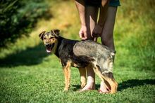 ROZMARING, Hund, Mischlingshund in Ungarn - Bild 5