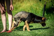 ROZMARING, Hund, Mischlingshund in Ungarn - Bild 6