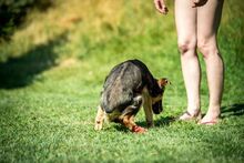 ROZMARING, Hund, Mischlingshund in Ungarn - Bild 7